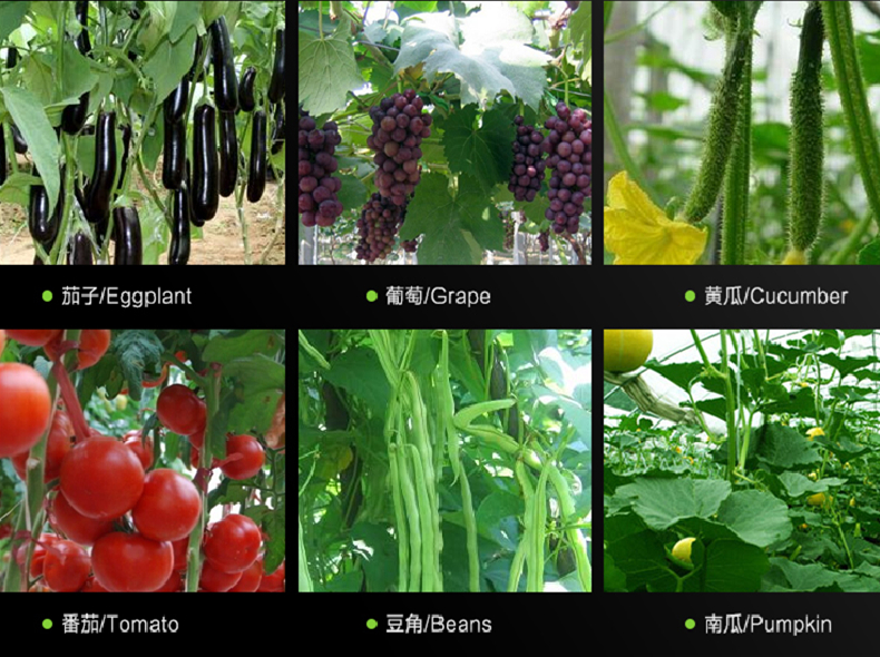 綁蔓機工作效率高