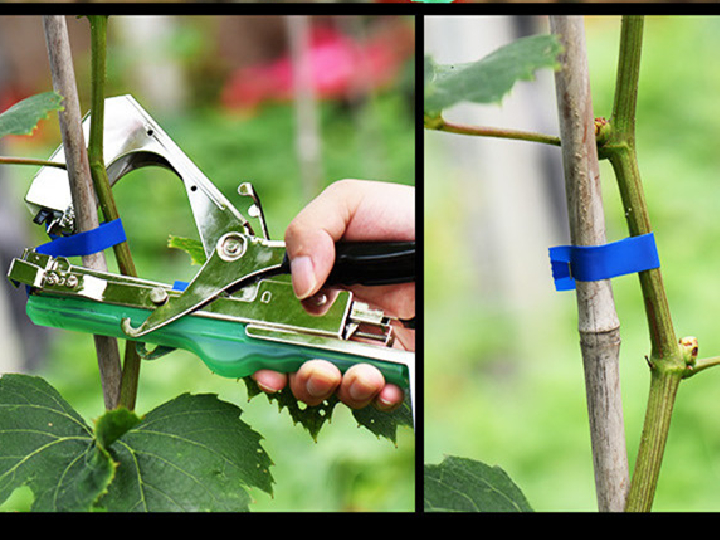 綁蔓機可以大大提高工作效率